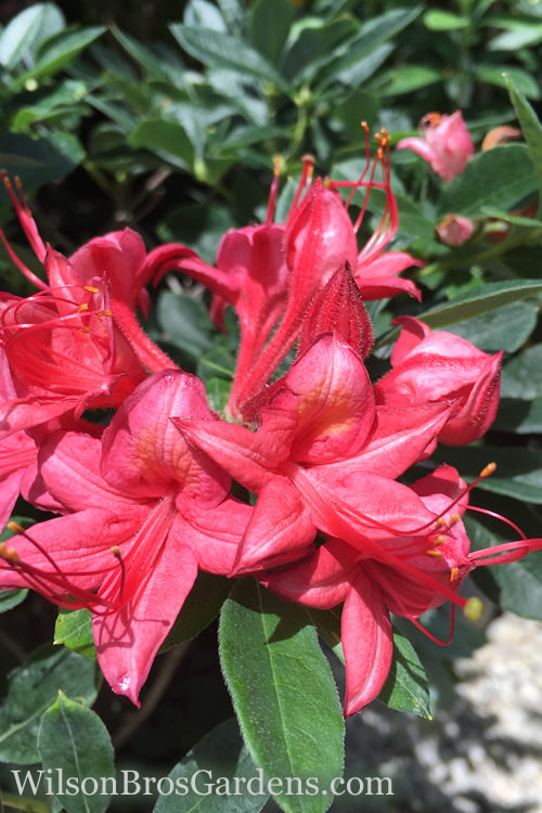  Millennium Swamp Azalea (Rhododendron Viscosum) - 1 Gallon Pot