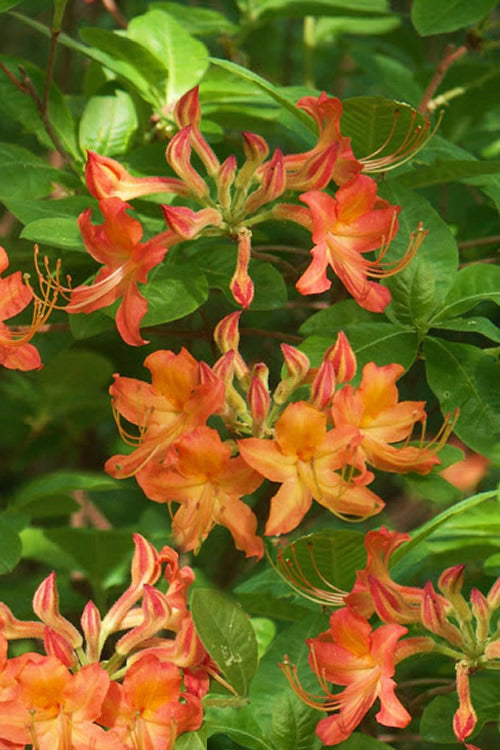  Nancy's Orange Native Azalea - Rhododendron Flammeum X Calendulaceum - 3 Gallon Pot