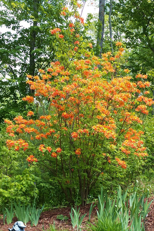  Nancy's Orange Native Azalea - Rhododendron Flammeum X Calendulaceum - 3 Gallon Pot