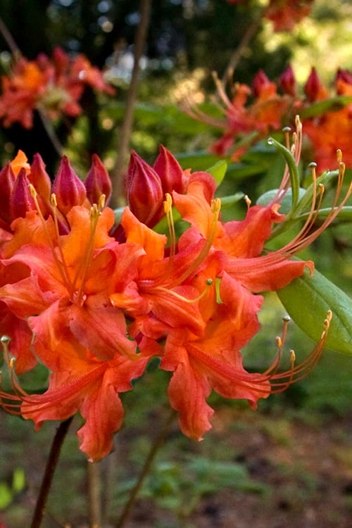  Oconee Native Azalea - Rhododendron Flammeum Speciosum - 1 Gallon Pot