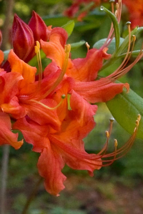  Oconee Native Azalea - Rhododendron Flammeum Speciosum - 1 Gallon Pot