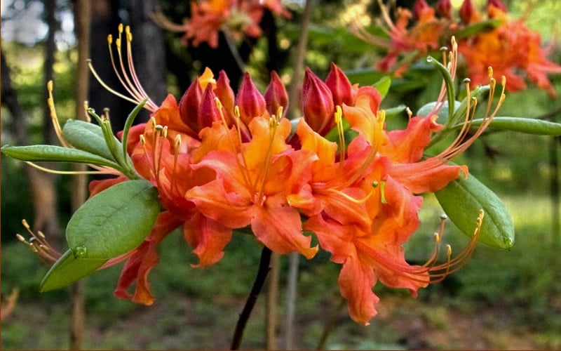  Oconee Native Azalea - Rhododendron Flammeum Speciosum - 1 Gallon Pot