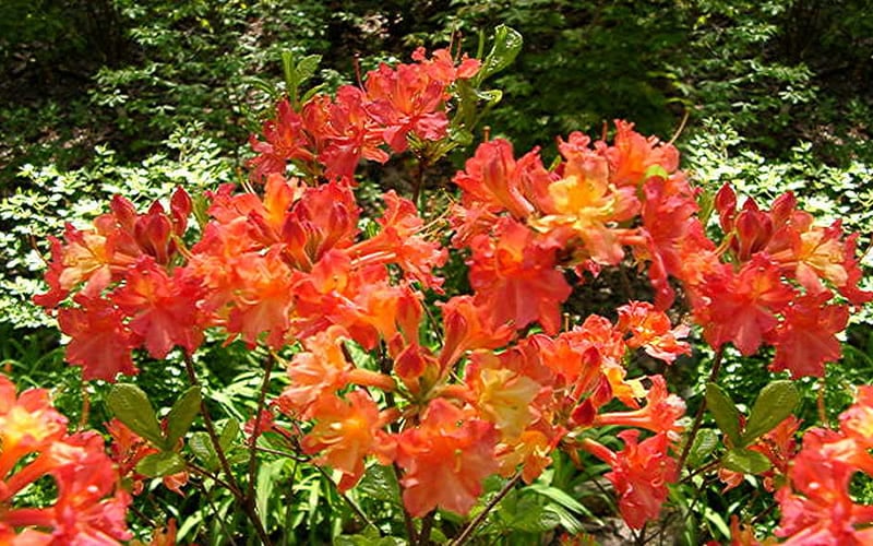  Oconee Native Azalea - Rhododendron Flammeum Speciosum - 1 Gallon Pot