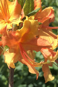  Orange Marmalade Native Azalea - 1 Gallon Pot