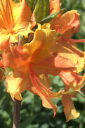 Orange Marmalade Native Azalea - 3 Gallon Pot
