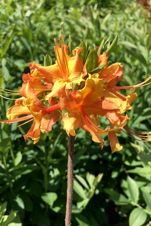  Orange Marmalade Native Azalea - 3 Gallon Pot