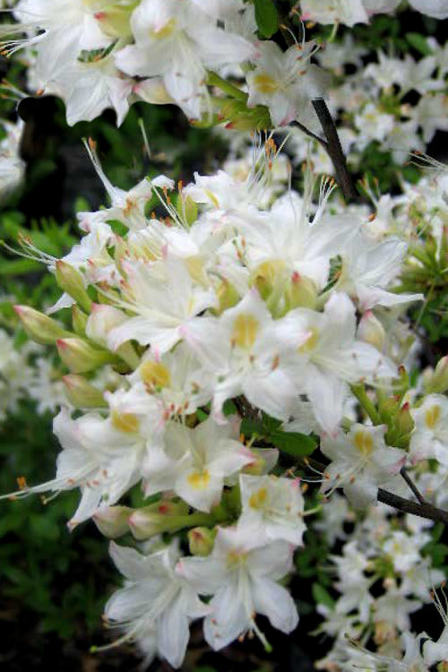  Pete McNees White Native Azalea - Rhododendron Albamanense - 3 Gallon Pot