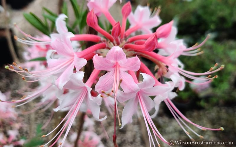  Varnadoes Phlox Pink Native Azalea - Rhododendron Canescens - 3 Gallon Pot