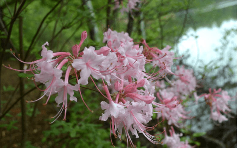 Pink Alabama Native Azalea - Rhododendron - 3 Gallon Pot