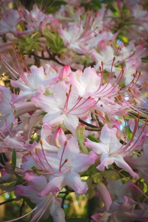  Pink Alabama Native Azalea - Rhododendron - 3 Gallon Pot