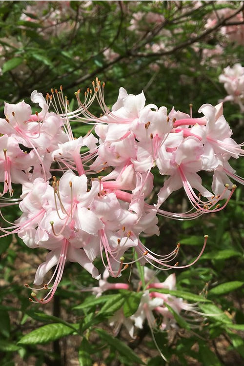  Pink Alabama Native Azalea - Rhododendron - 3 Gallon Pot