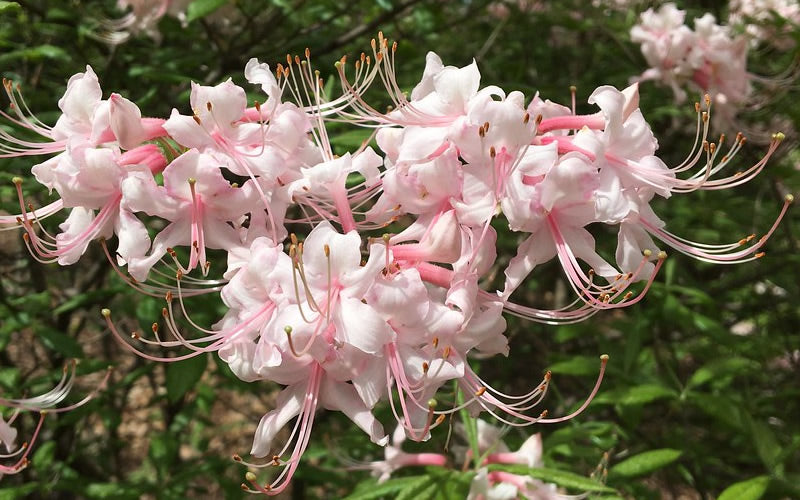  Pink Alabama Native Azalea - Rhododendron - 3 Gallon Pot