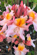  Pink Carousel Aromi Azalea (Rhododendron Hybrid) - 1 Gallon Pot