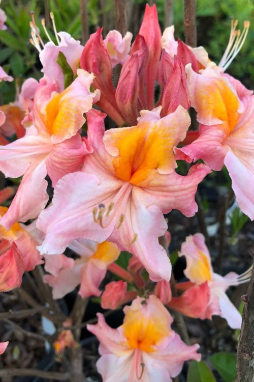  Pink Carousel Aromi Azalea (Rhododendron Hybrid) - 1 Gallon Pot