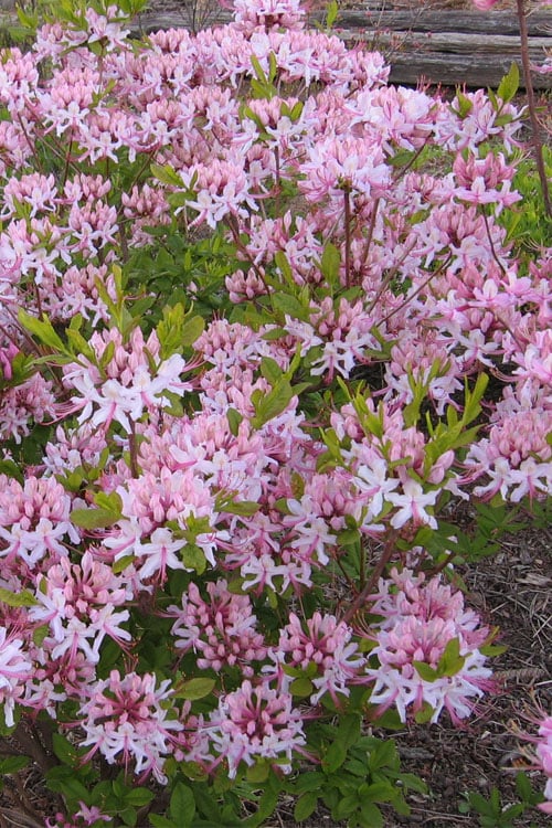  Pinxterbloom Azalea (Rhododendron Periclymenoides) - 3 Gallon Pot