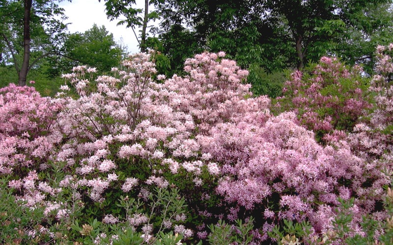  Pinxterbloom Azalea (Rhododendron Periclymenoides) - 3 Gallon Pot