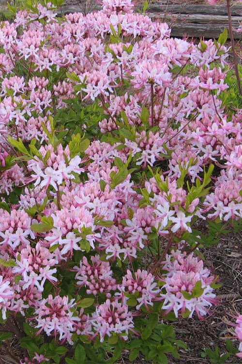  Pinxterbloom Azalea (Rhododendron Periclymenoides) - 3 Gallon Pot
