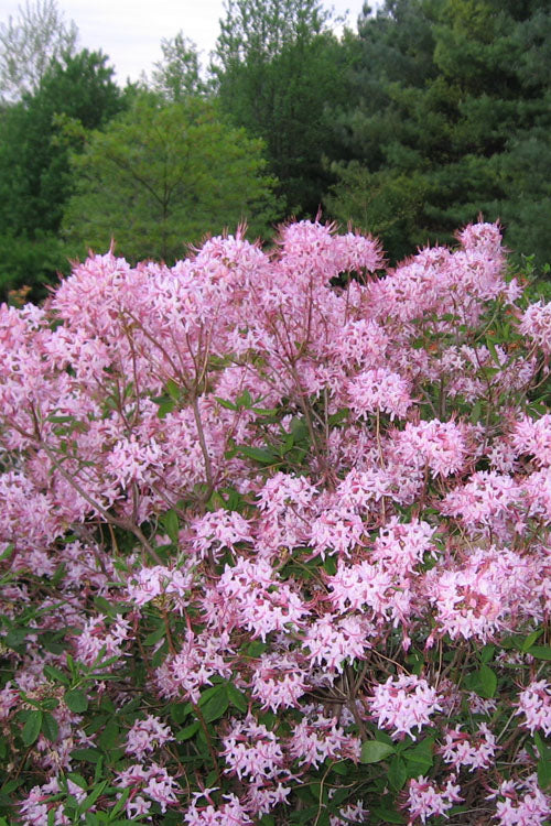  Pinxterbloom Azalea (Rhododendron Periclymenoides) - 3 Gallon Pot