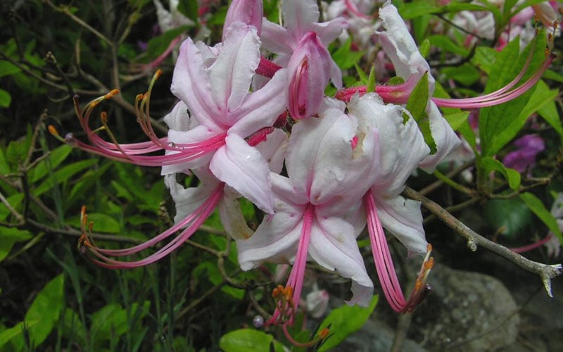  Pinxterbloom Azalea (Rhododendron Periclymenoides) - 3 Gallon Pot