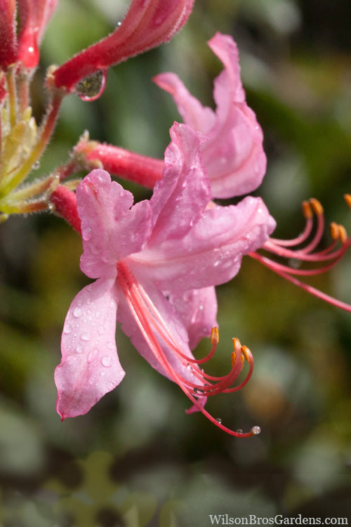  Pinxterbloom Azalea (Rhododendron Periclymenoides) - 3 Gallon Pot