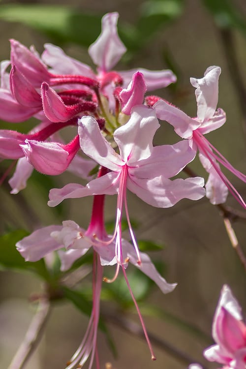  Pinxterbloom Azalea (Rhododendron Periclymenoides) - 3 Gallon Pot