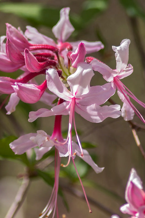  Pinxterbloom Azalea (Rhododendron Periclymenoides) - 3 Gallon Pot