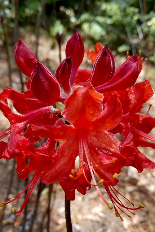  Radiant Red Aromi Azalea (Rhododendron Hybrid) - 1 Gallon Pot
