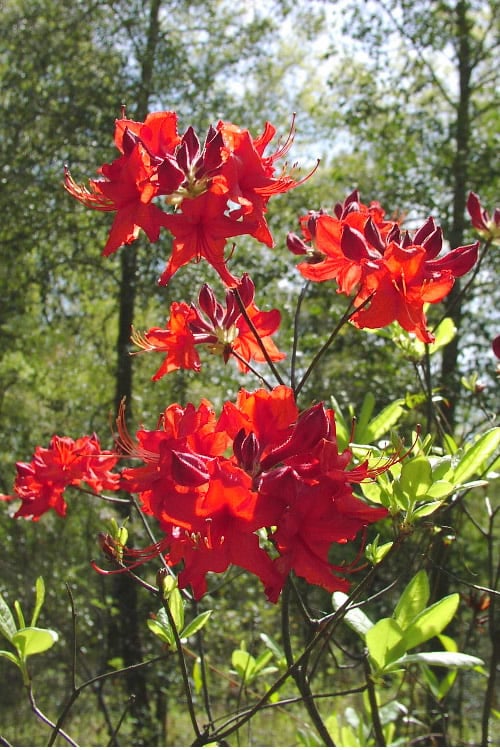  Radiant Red Aromi Azalea (Rhododendron Hybrid) - 1 Gallon Pot