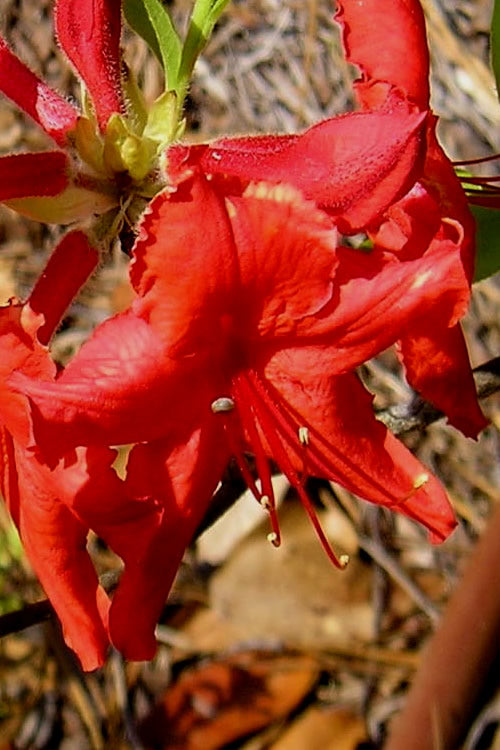  Radiant Red Aromi Azalea (Rhododendron Hybrid) - 1 Gallon Pot