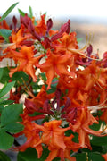  Red Pepper Aromi Azalea (Rhododendron Hybrid) - 1 Gallon Pot