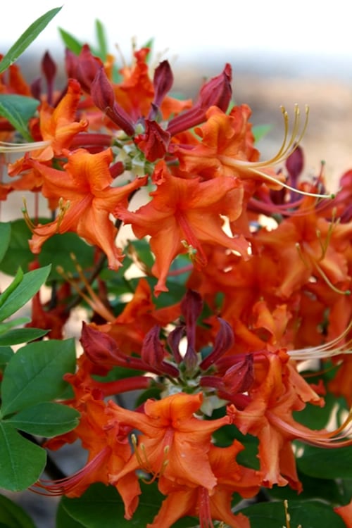 Red Pepper Aromi Azalea (Rhododendron Hybrid) - 3 Gallon Pot