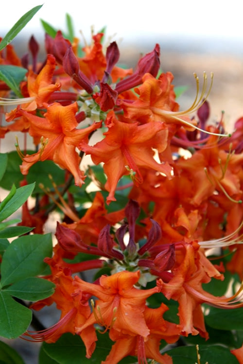  Red Pepper Aromi Azalea (Rhododendron Hybrid) - 1 Gallon Pot