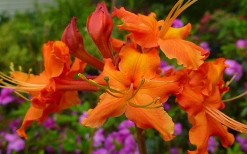  Red Pepper Aromi Azalea (Rhododendron Hybrid) - 3 Gallon Pot