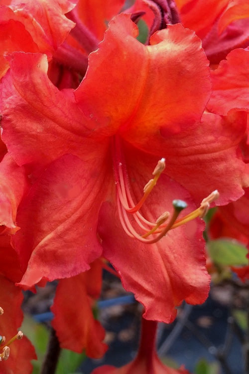  Robert E. Lee Native Azalea (Rhododendron) - 1 Gallon Pot