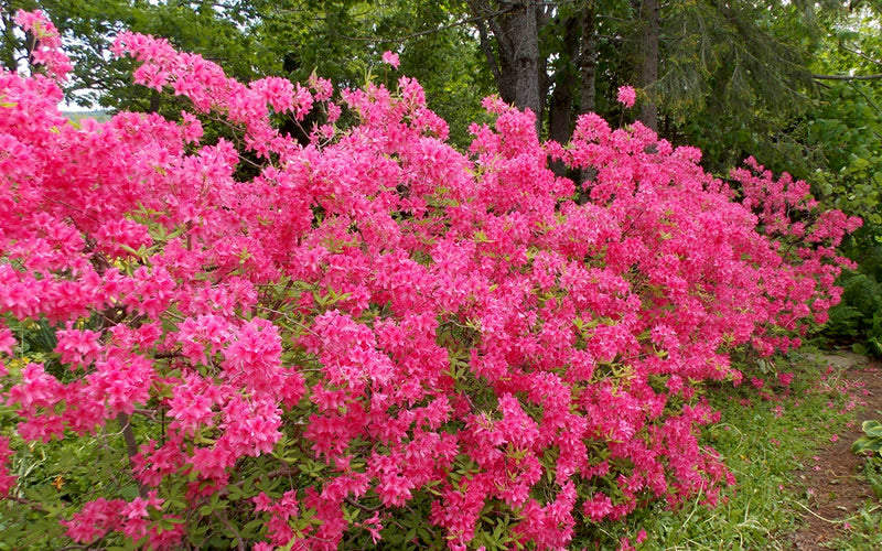  Rosy Lights Cold Hardy Azalea (Rhododendron) - 1 Gallon Pot