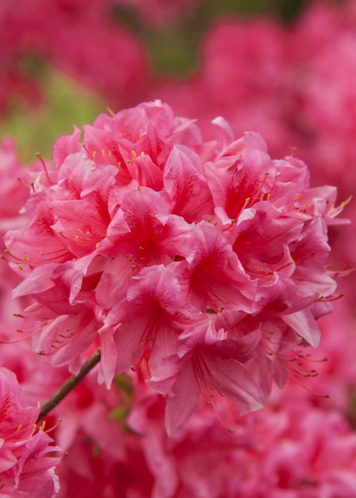  Rosy Lights Cold Hardy Azalea (Rhododendron) - 1 Gallon Pot
