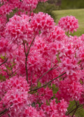  Rosy Lights Cold Hardy Azalea (Rhododendron) - 6 Pack Of 1 Gallon Pots