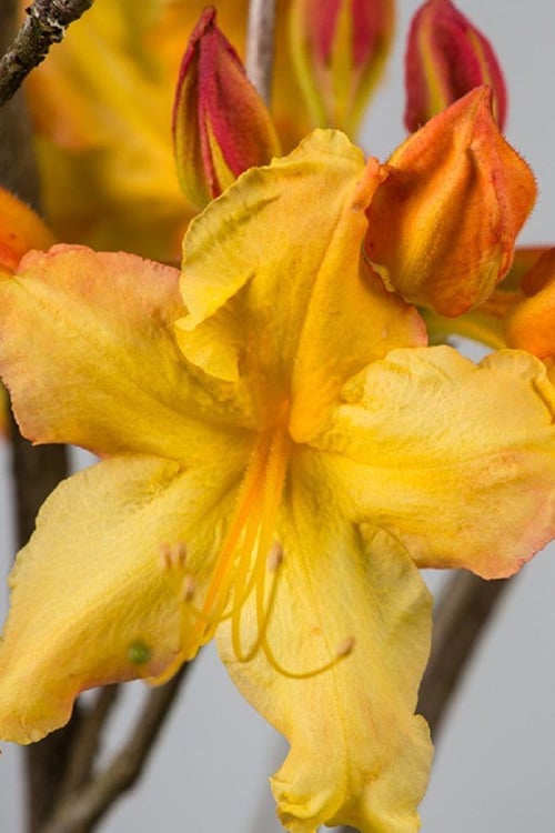  Solar Flare Sunbow Azalea - 3 Gallon Pot