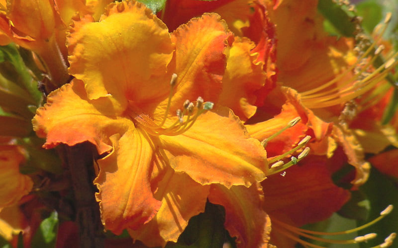  Solar Glow Sunbow Azalea - 3 Gallon Pot