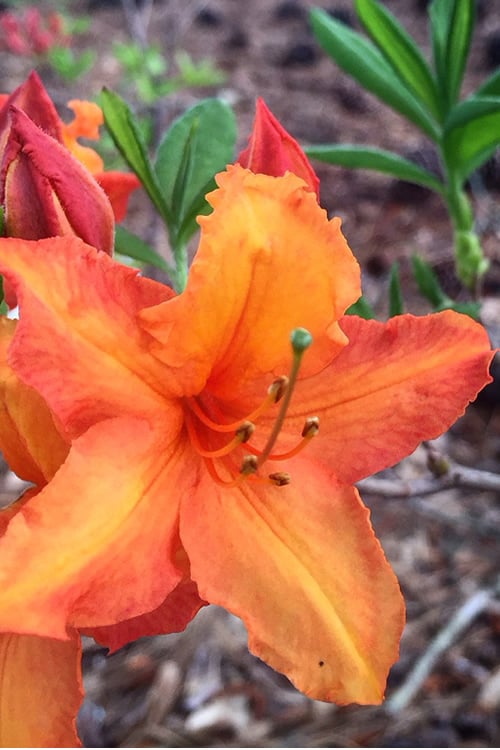  Solar Glow Sunbow Azalea - 3 Gallon Pot