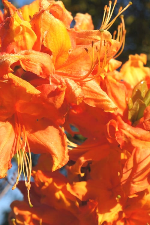  Solar Ray Sunbow Azalea - 3 Gallon Pot