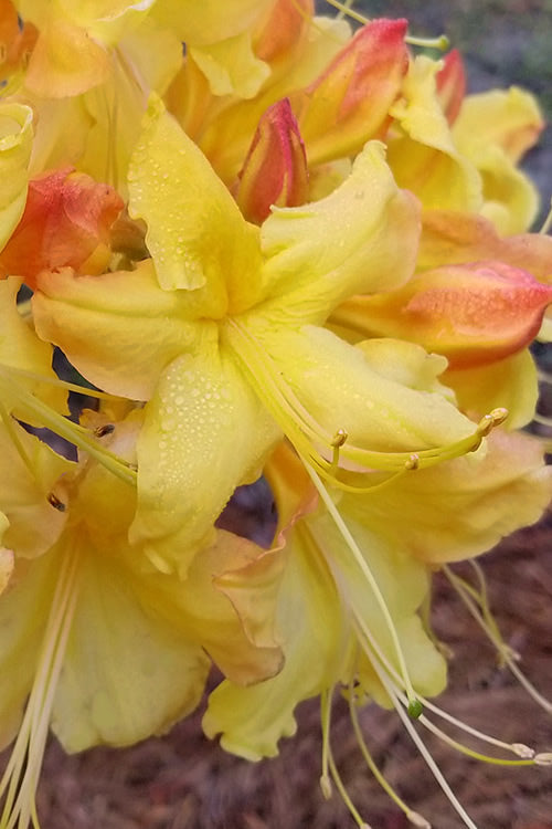  Solar Flare Sunbow Azalea - 3 Gallon Pot