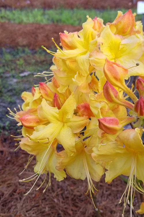  Solar Flare Sunbow Azalea - 3 Gallon Pot
