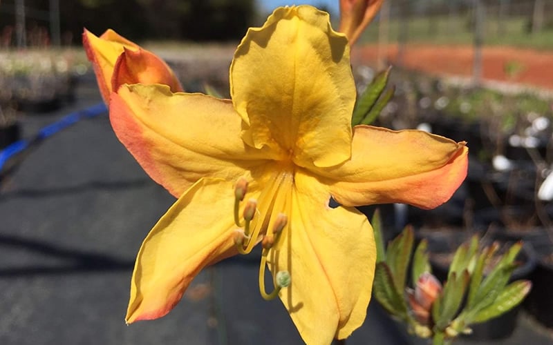  Spring Fanfare Aromi Azalea (Rhododendron Hybrid) - 1 Gallon Pot