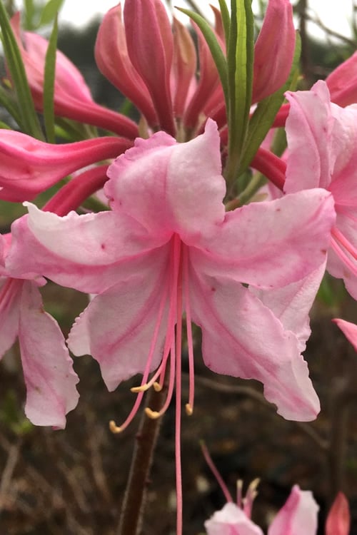  Spring Sensation Aromi Azalea (Rhododendron Hybrid) - 1 Gallon Pot