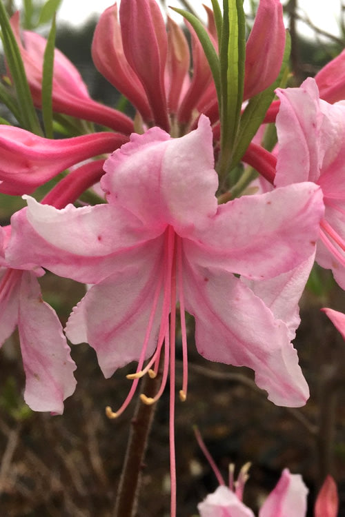  Spring Sensation Aromi Azalea (Rhododendron Hybrid) - 1 Gallon Pot