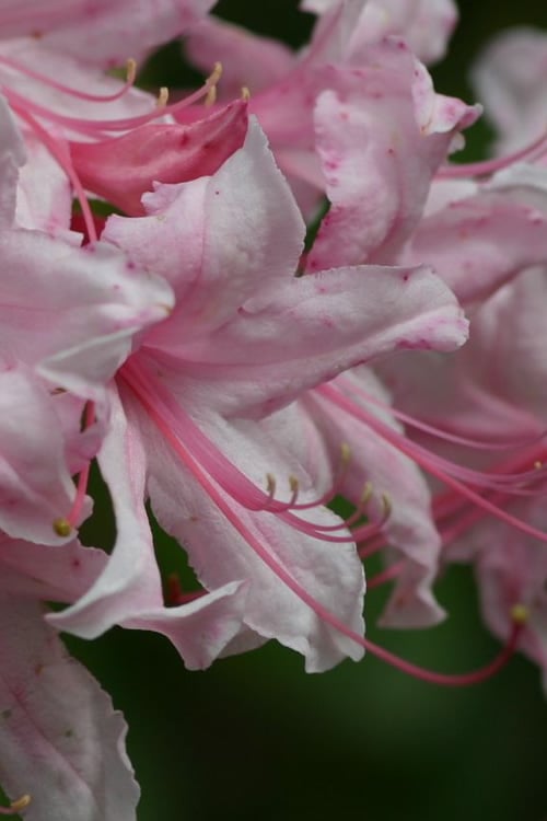  Spring Sensation Aromi Azalea (Rhododendron Hybrid) - 1 Gallon Pot