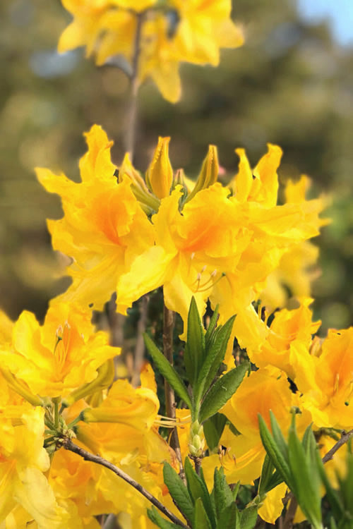  Sunny Side Up Aromi Azalea (Rhododendron Hybrid) - 3 Gallon Pot