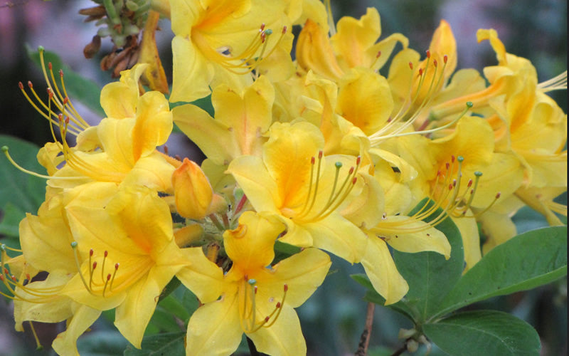  Sunny Side Up Aromi Azalea (Rhododendron Hybrid) - 3 Gallon Pot