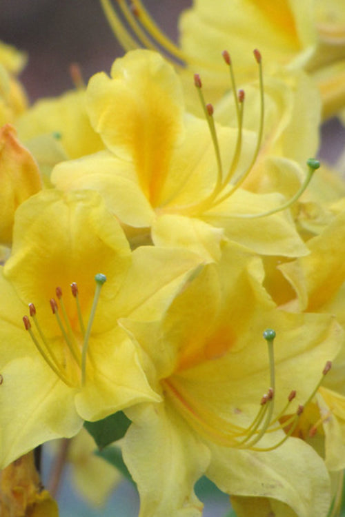  Sunny Side Up Aromi Azalea (Rhododendron Hybrid) - 3 Gallon Pot